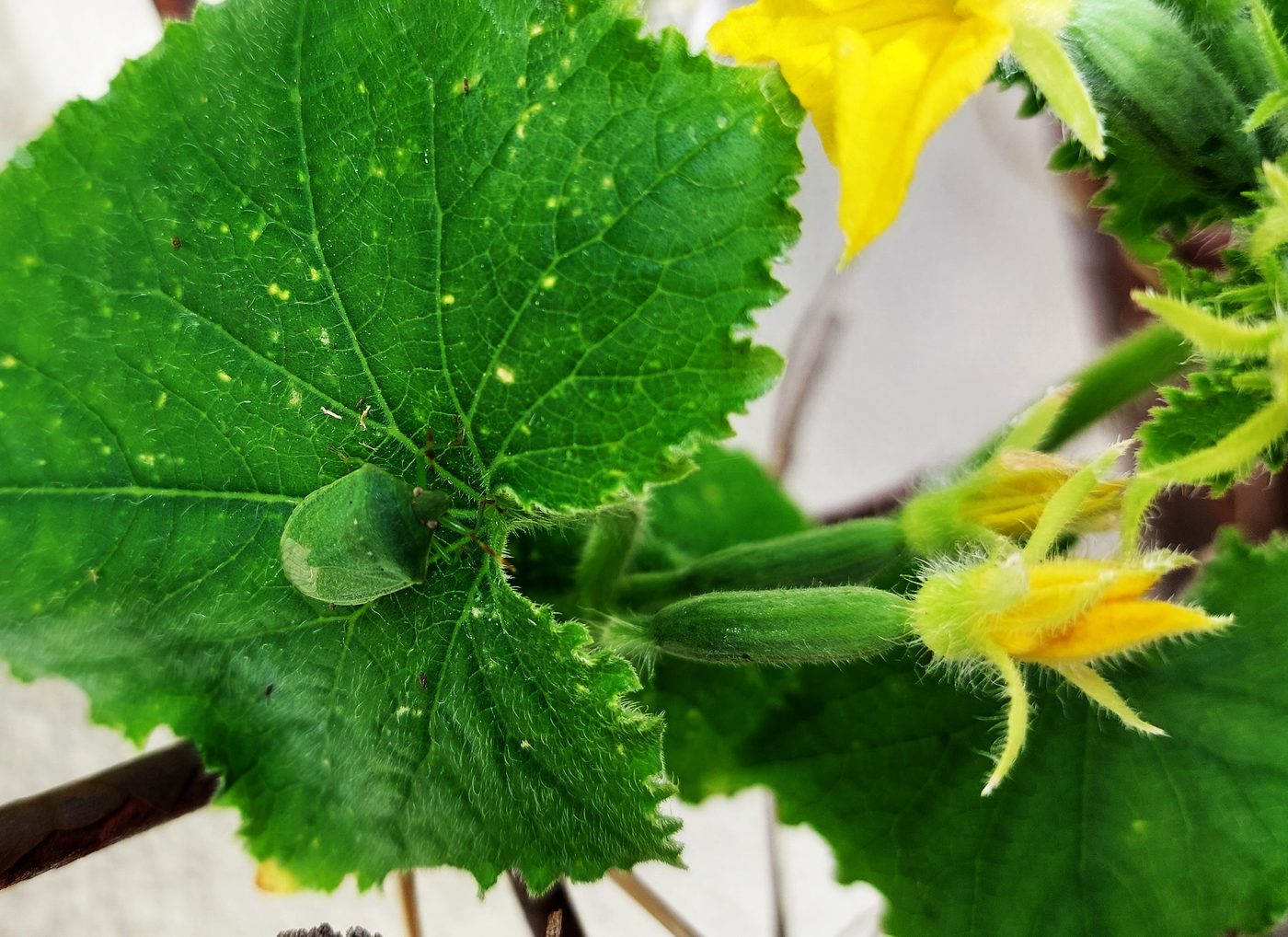 Cucumber plant and fruit