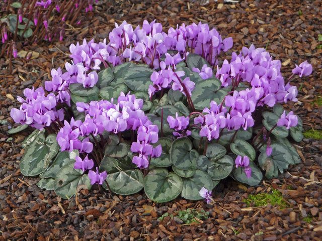 Cyclamen