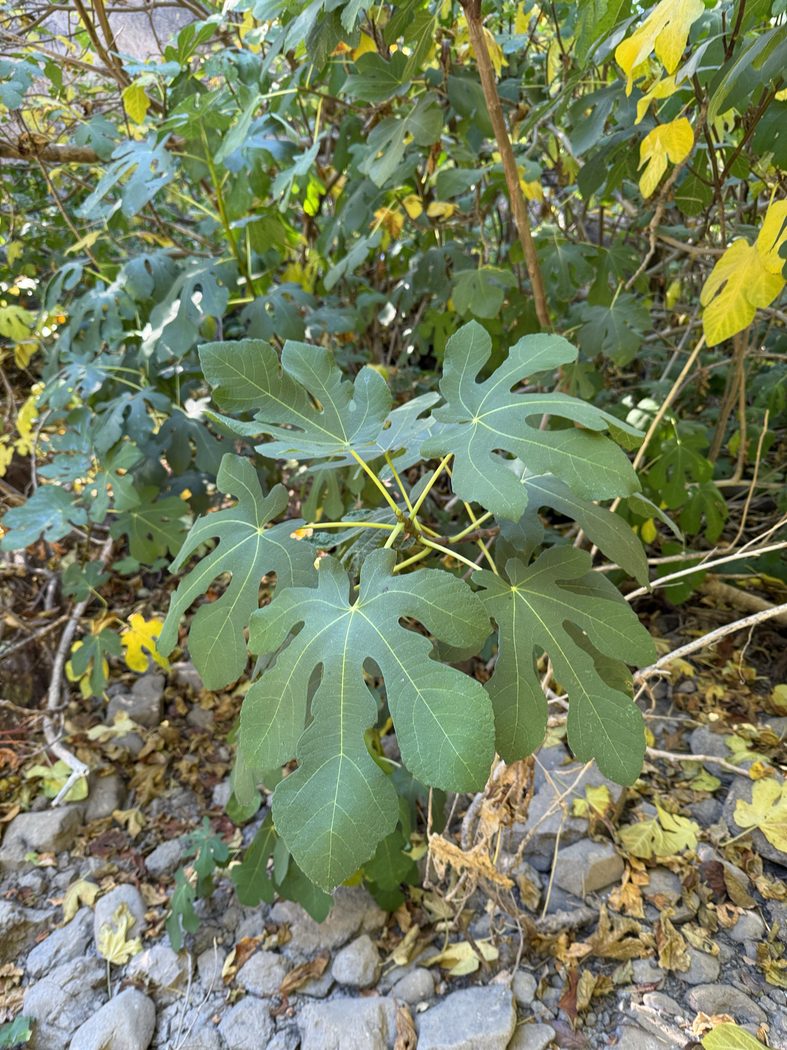 Fig