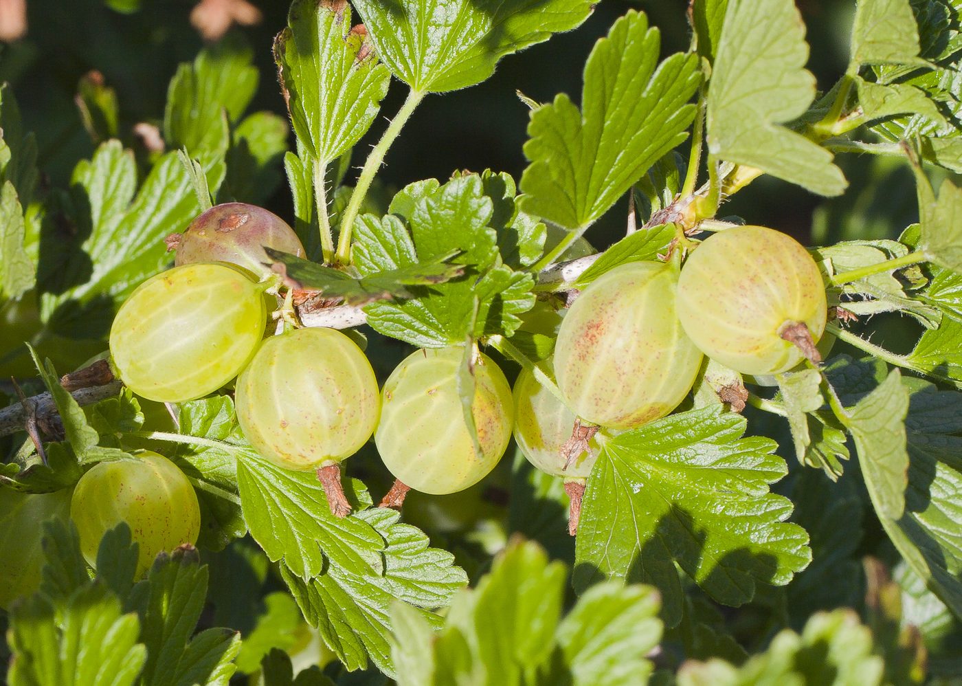 Gooseberry