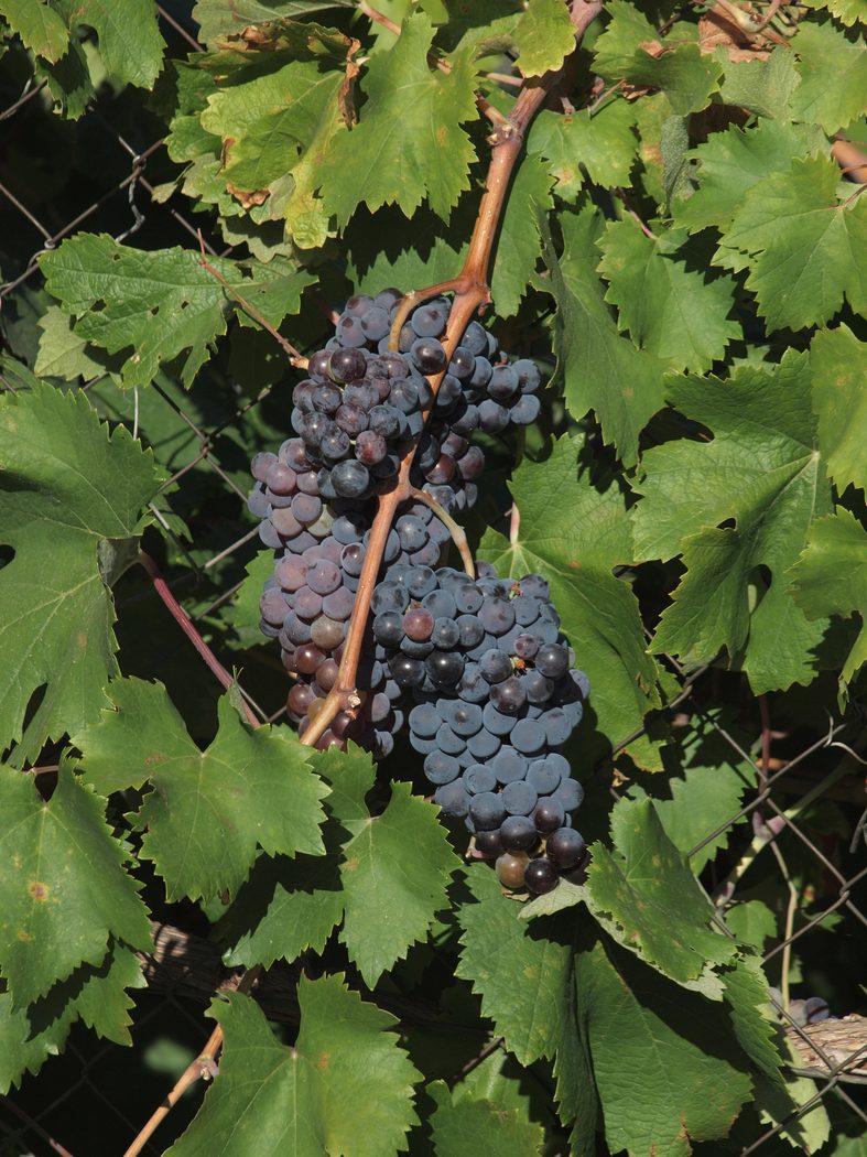 Grapevine