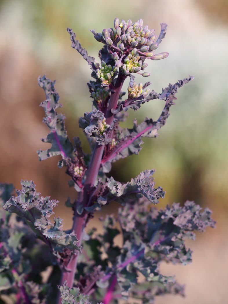 Kale