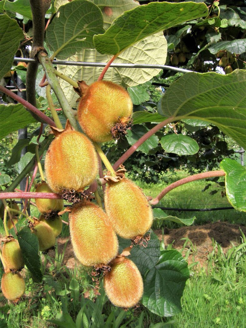 Kiwi