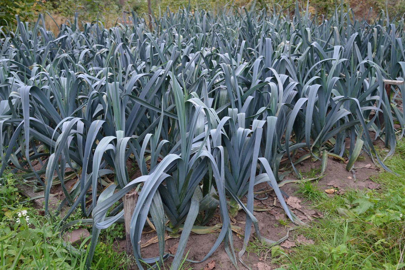 Leek