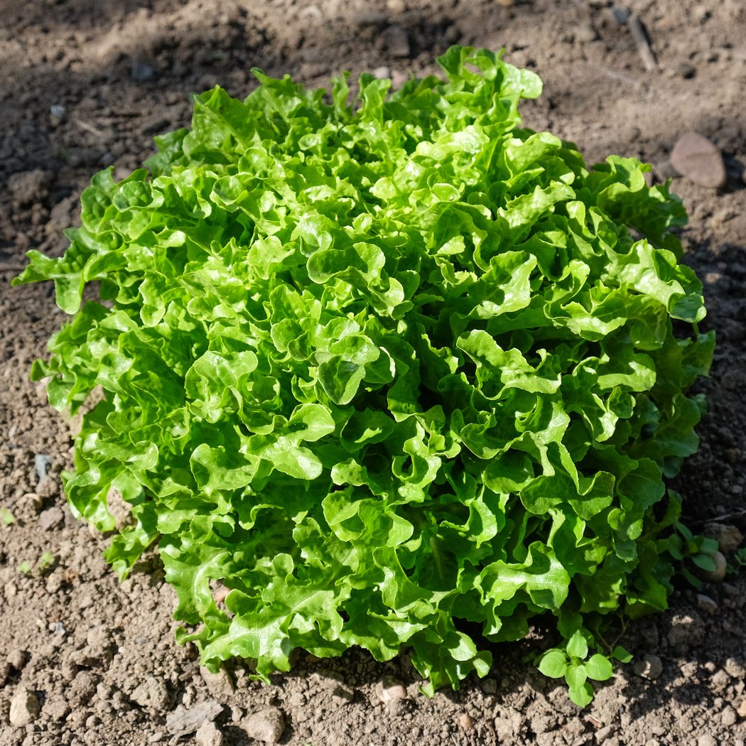 Lettuce