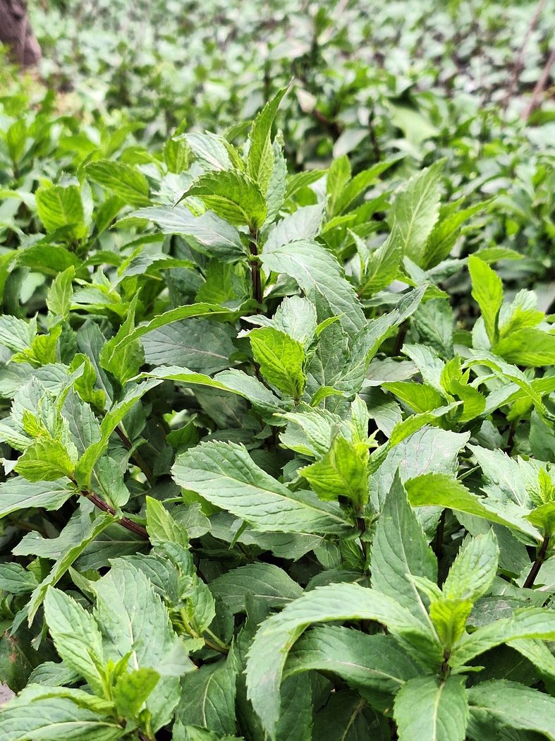 Mint