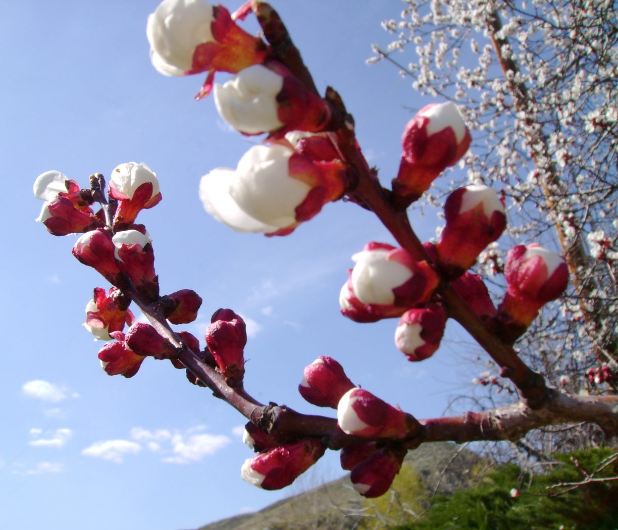 Nectarine