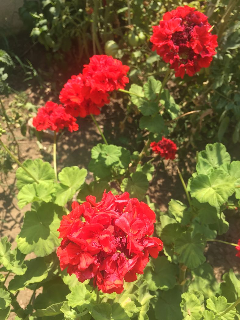 Pelargonium