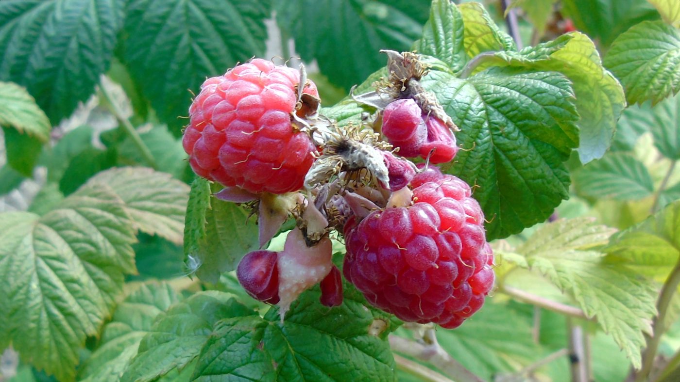 Raspberry