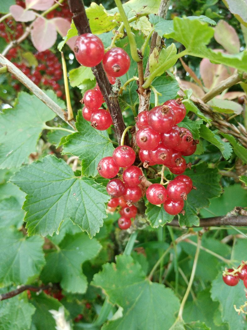 Redcurrant