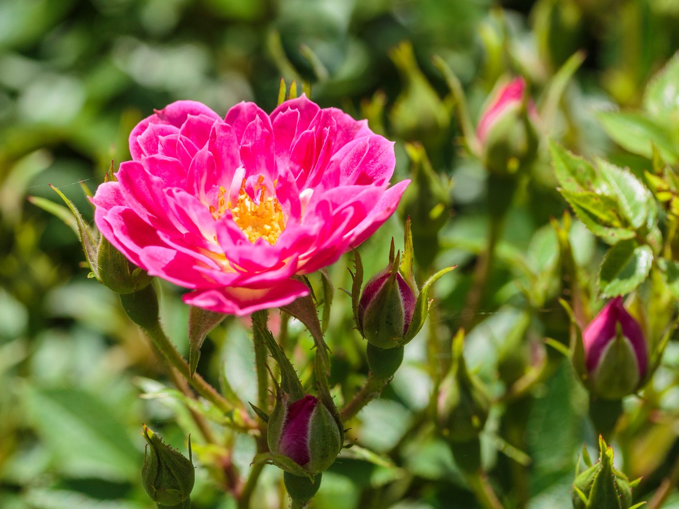 Rose flower