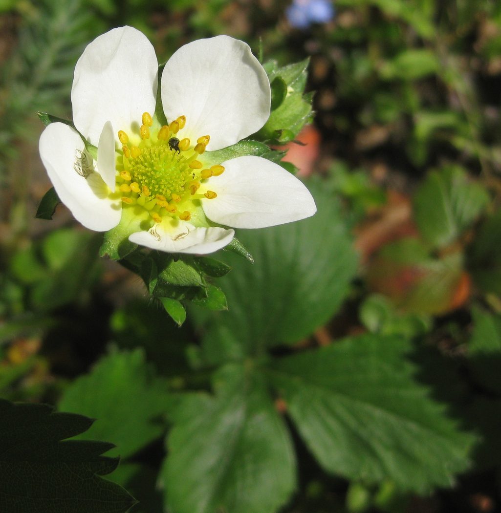 Strawberry plant in flower