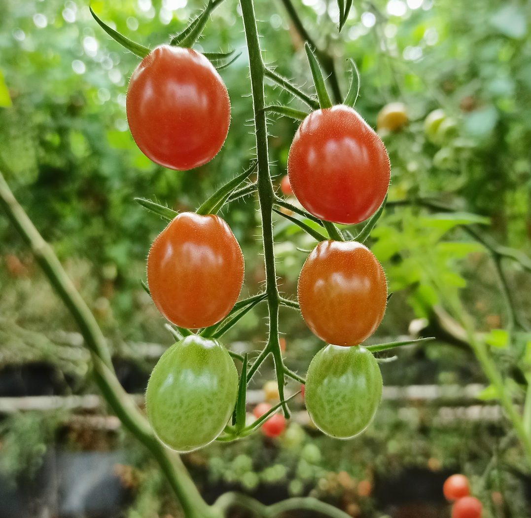 Ripening tomato fruit